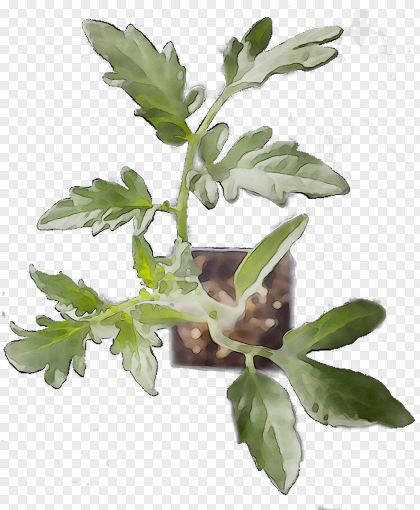 Houseplant Tree Plants Herb Natural Rubber PNG