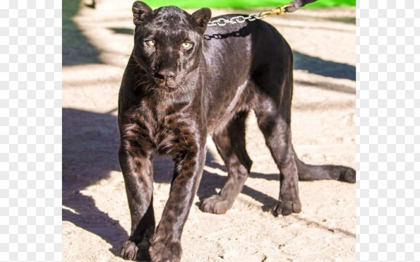 Leopard Dog Breed Black Panther Tiger Catahoula Cur PNG