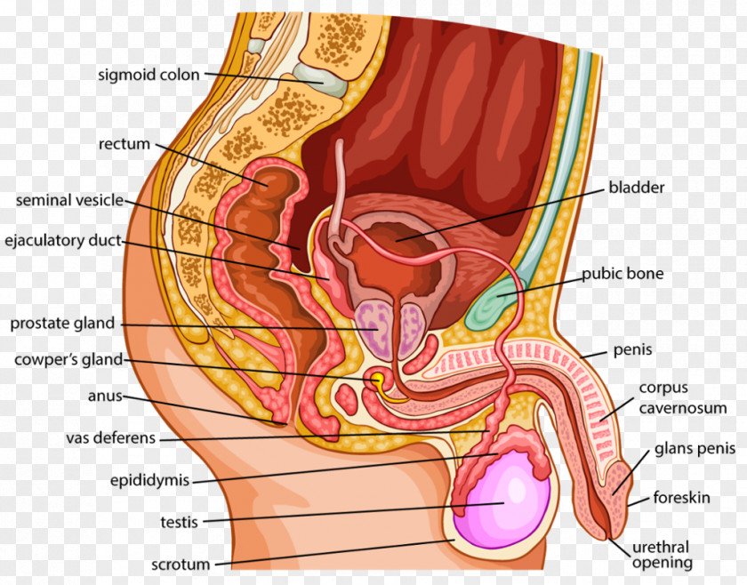 Organ Human Body Female Reproductive System Anatomy PNG body reproductive system Anatomy, woman clipart PNG