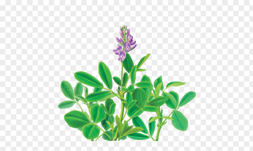 Alfalfa Tea Dietary Supplement Organic Food Herb PNG