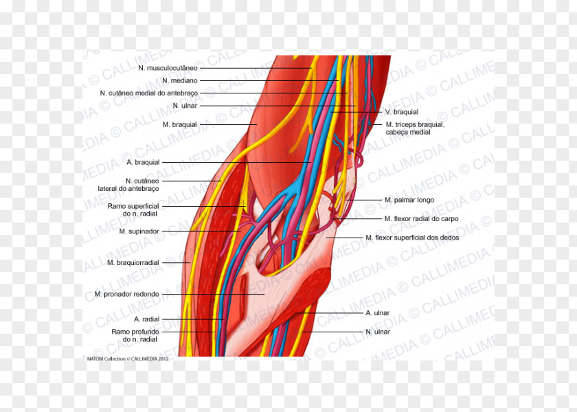 Arm Elbow Ulnar Nerve Human Body Anatomy PNG