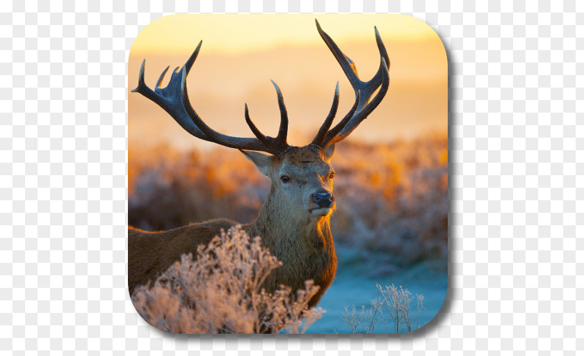 Deer Red Royalty-free Desktop Wallpaper PNG