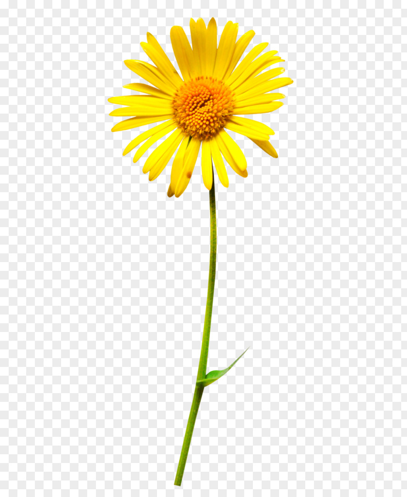 Flower Oxeye Daisy Clip Art PNG