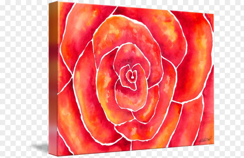 Fox Watercolor Garden Roses Peach Rosaceae Orange PNG