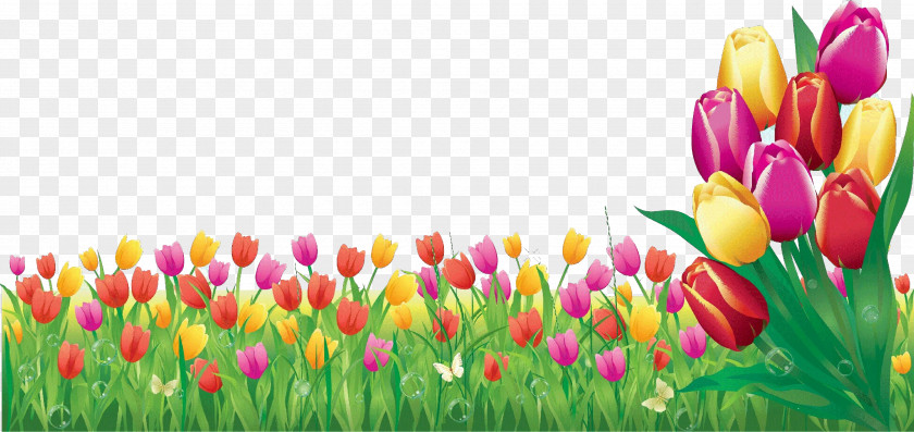 Grass Meadow Tulip Petal Flower Lady Plant PNG