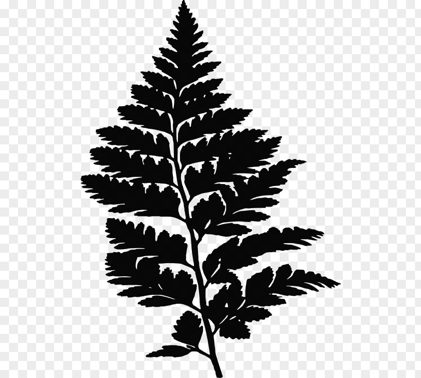 Leather Clipart Fern Leaf Frond Evergreen PNG