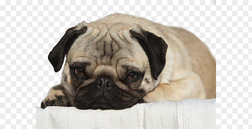 Pug Puppy Looking At The Camera Portrait Dog Breed Companion Toy PNG