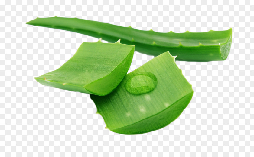 Aloe Vera Medicinal Plants Traditional Medicine Moisturizer Herb PNG