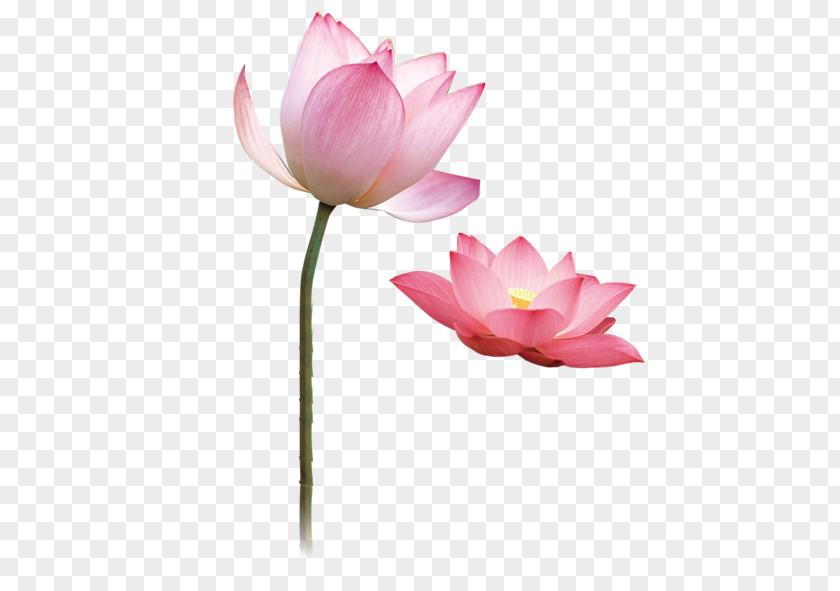 Blooming Pink Lotus Nelumbo Nucifera Flower Gratis PNG
