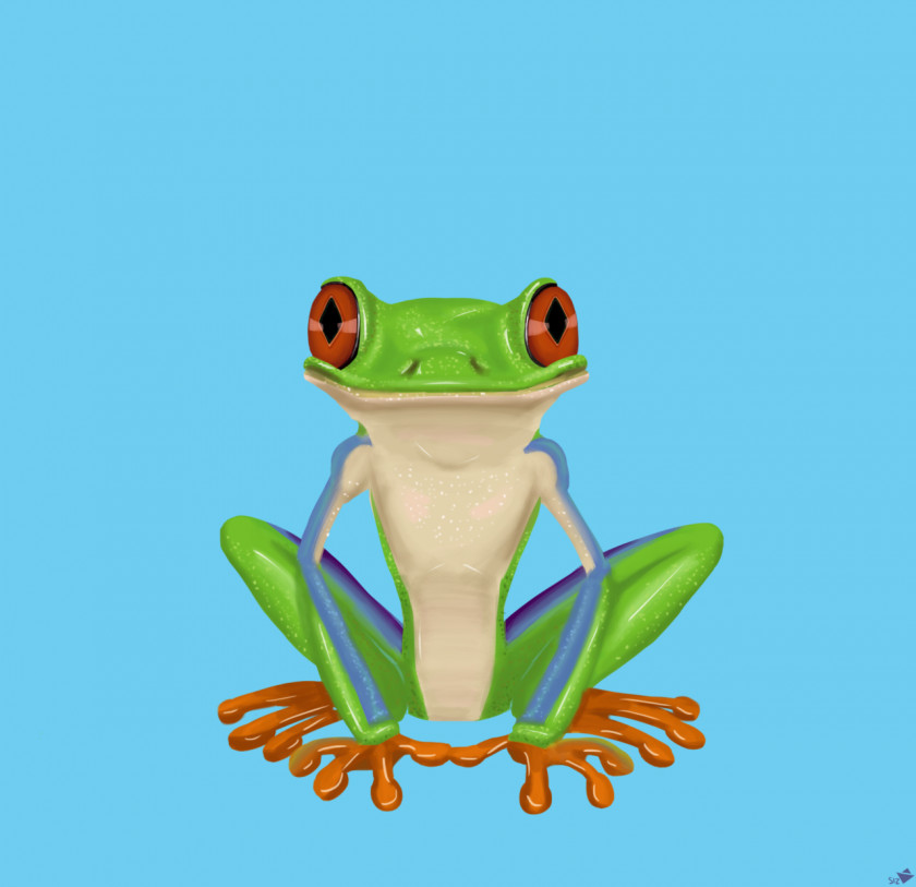 Frog Red-eyed Tree The Drawing PNG