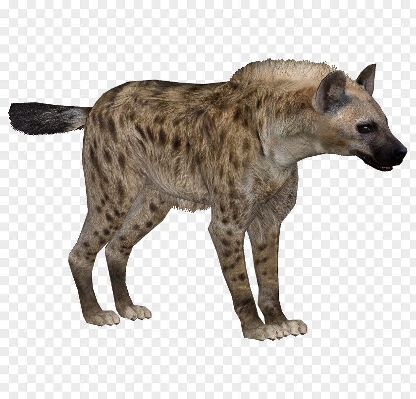 Hyena Striped Zoo Tycoon 2 PNG