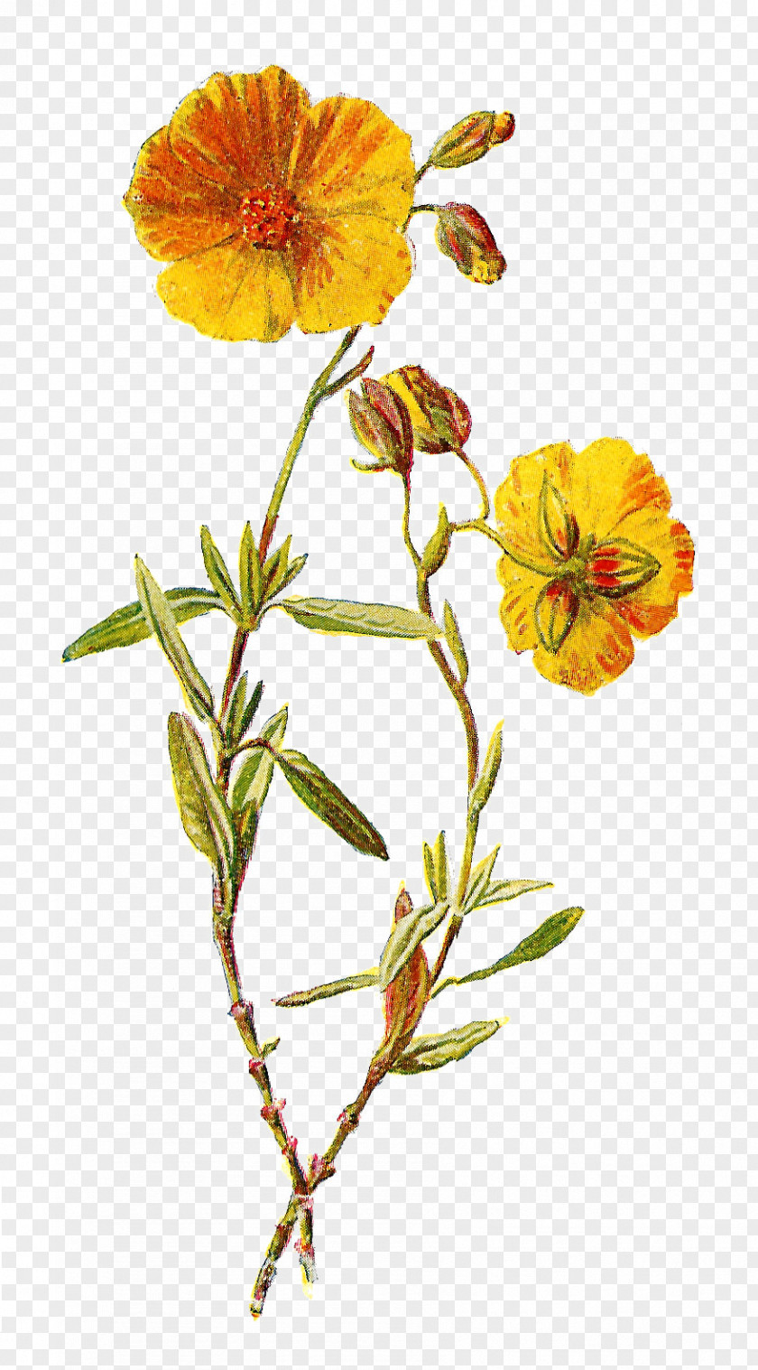 Lavender Wildflower Yellow Clip Art PNG