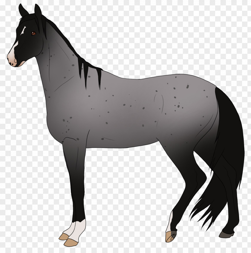 Mustang Mule Foal Mare Stallion PNG