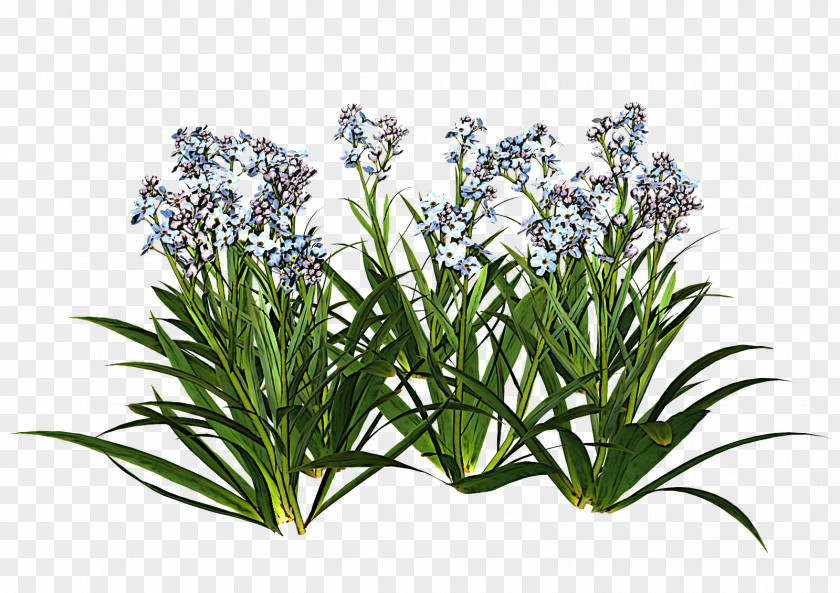 Perennial Plant Herb Rosemary PNG