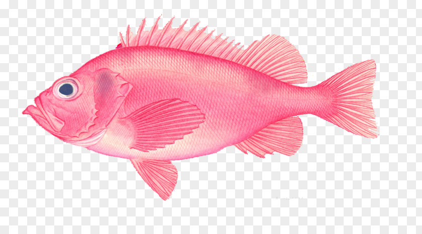 Pink Fish Creative Picture Deep Sea Euclidean Vector PNG