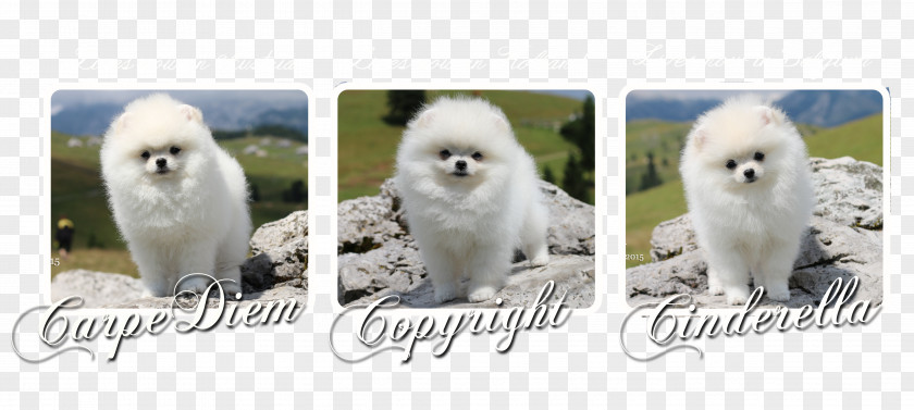 Pomeranian Boo Samoyed Dog Breed Companion Non-sporting Group PNG