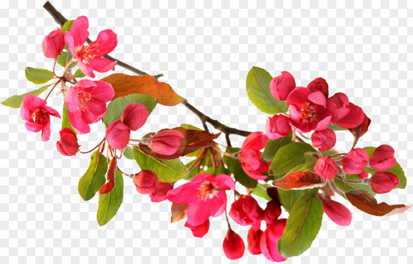 Red Peach Blossom Flower PNG