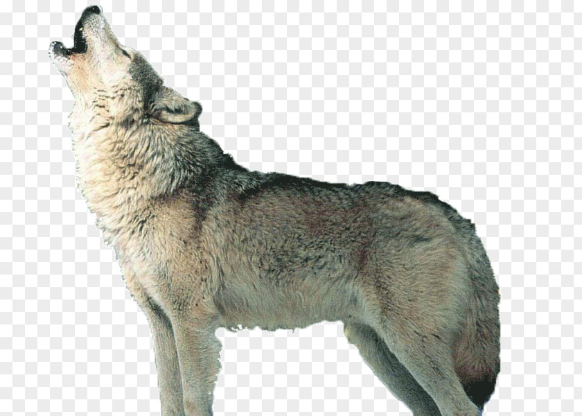 Wolf Czechoslovakian Wolfdog Saarloos Kunming Coyote Alaskan Tundra PNG