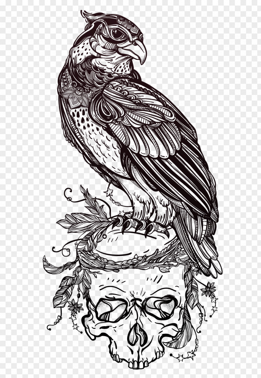 Eagle Skull Illustrator Vector Material Bird Of Prey Owl Drawing Tattoo PNG