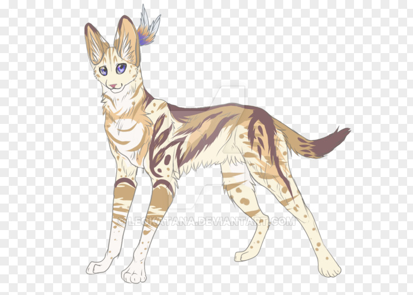 Kitten Sokoke Whiskers Wildcat Domestic Short-haired Cat PNG