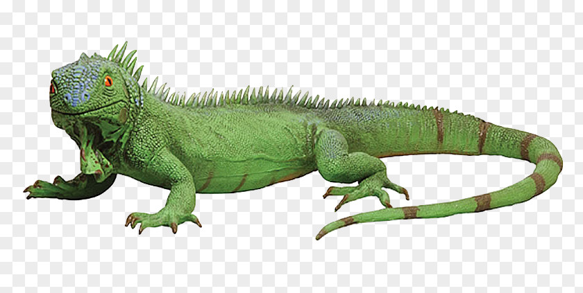 Lizard Chameleons Reptile Green Iguana Iguanas PNG