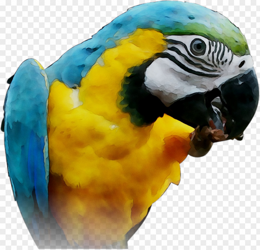 Macaw Parakeet Feather Pet Beak PNG