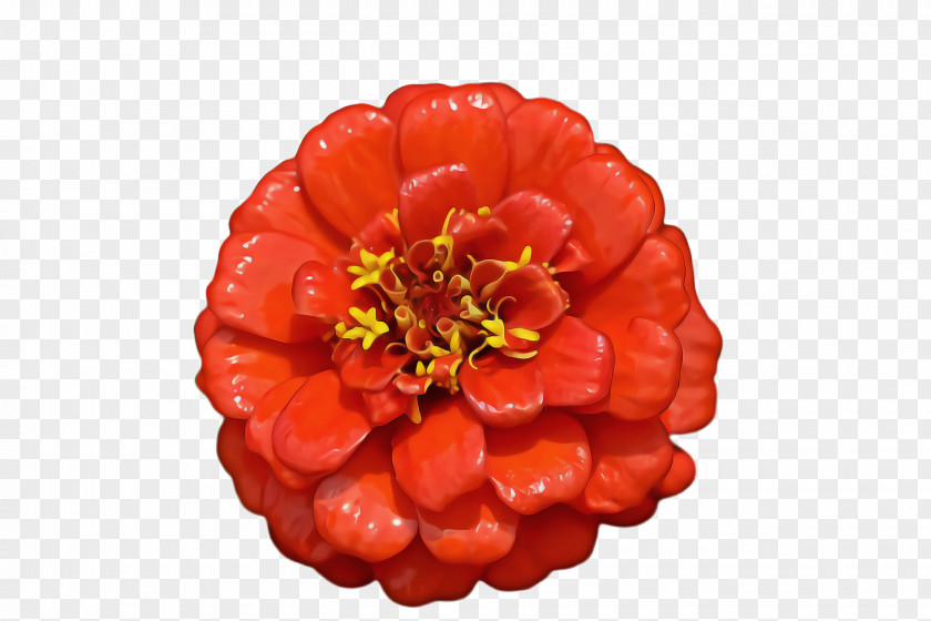 Perennial Plant Lantana Marigold Flower PNG