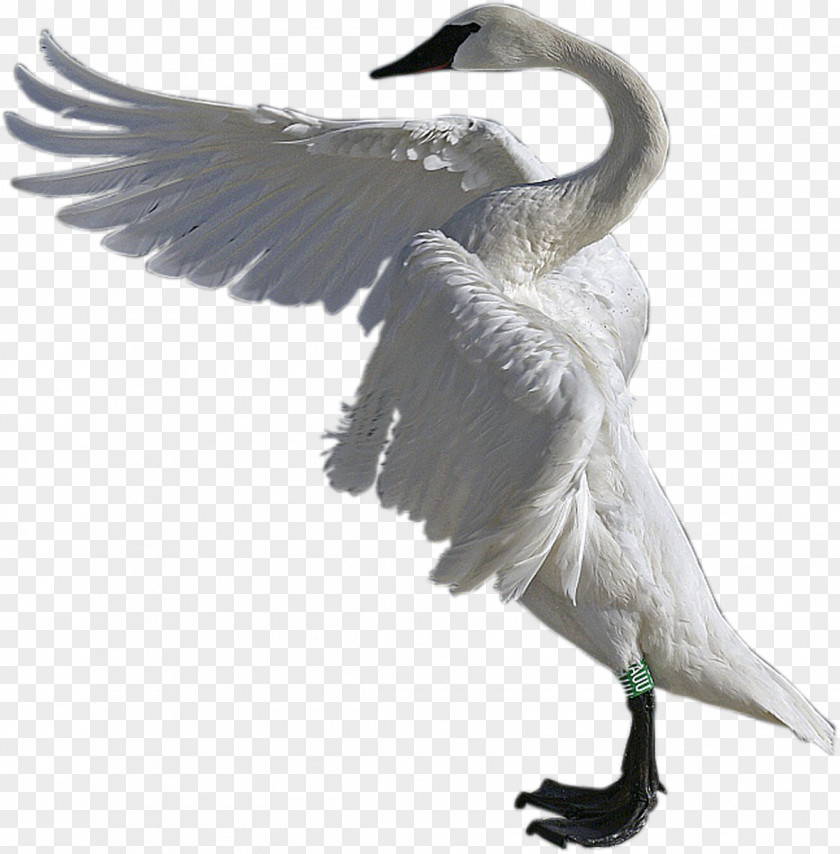 Swan Cygnini Water Bird Duck Goose PNG