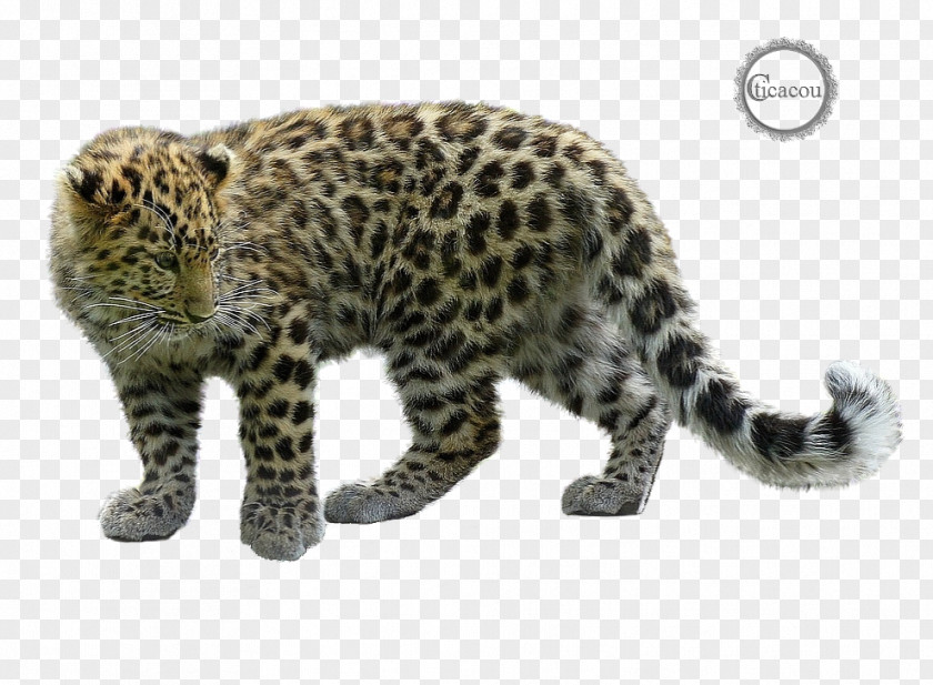 There's Snow Leopard Cheetah Paper High-definition Television PNG