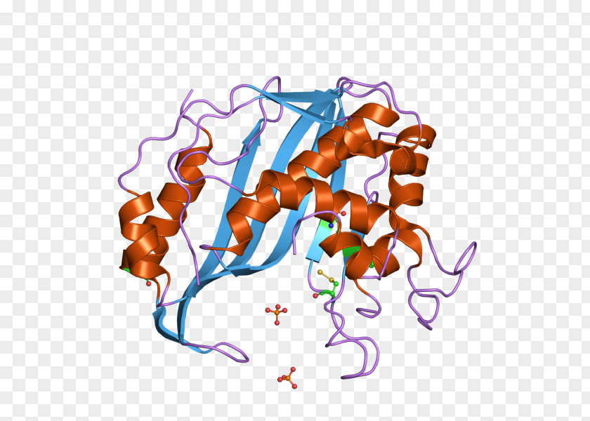 Thymidylate Synthase Thymidine Monophosphate Catalysis Deoxyuridine PNG