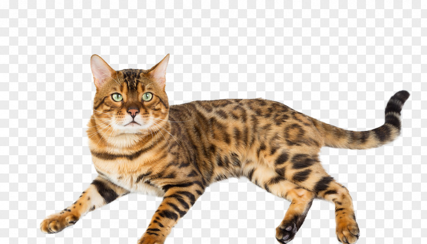 Bengal Cat American Shorthair Toyger Ocicat Dragon Li PNG