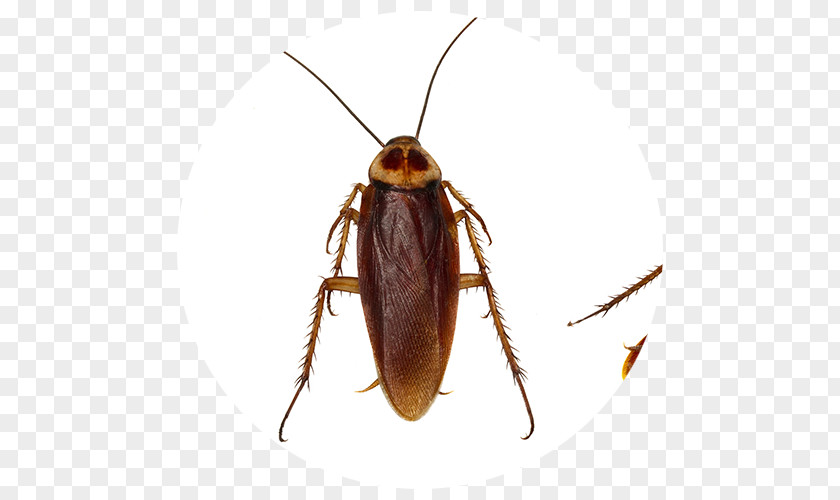 Cockroach Insect Pest Control Stock Photography PNG