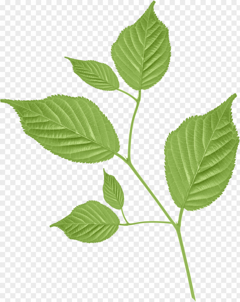 Olive Leaf Petal Branch Clip Art PNG