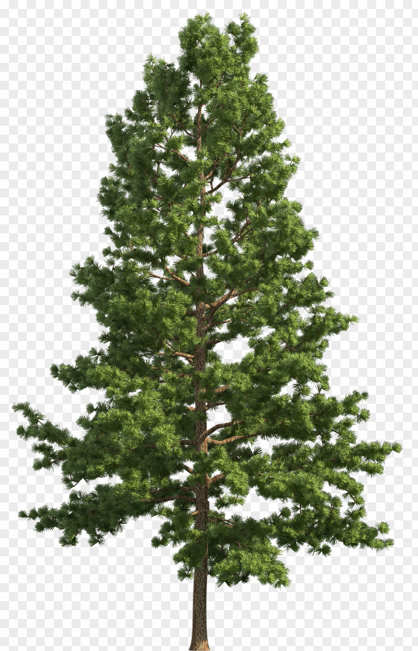 Realistic Snow Cliparts Stone Pine Tree Fir Clip Art PNG