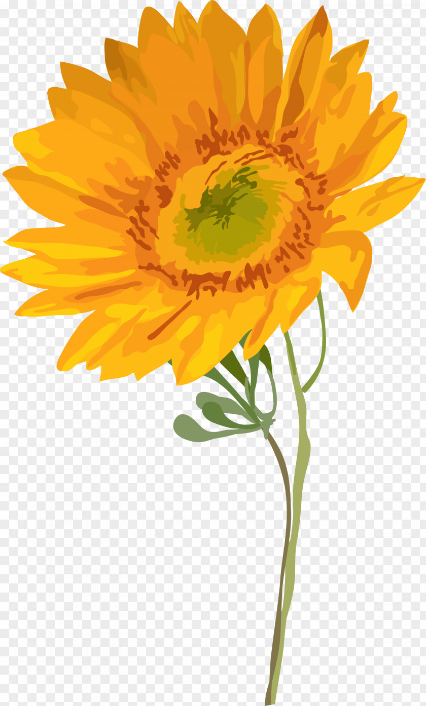 Watercolor Sunflower Painting Common PNG