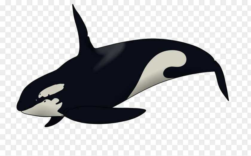 Dolphin Killer Whale Drawing Clip Art PNG