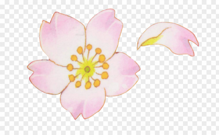 Flower Petal Blossom PNG