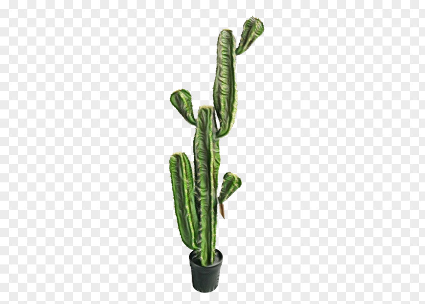 Flowerpot Houseplant Cactus PNG