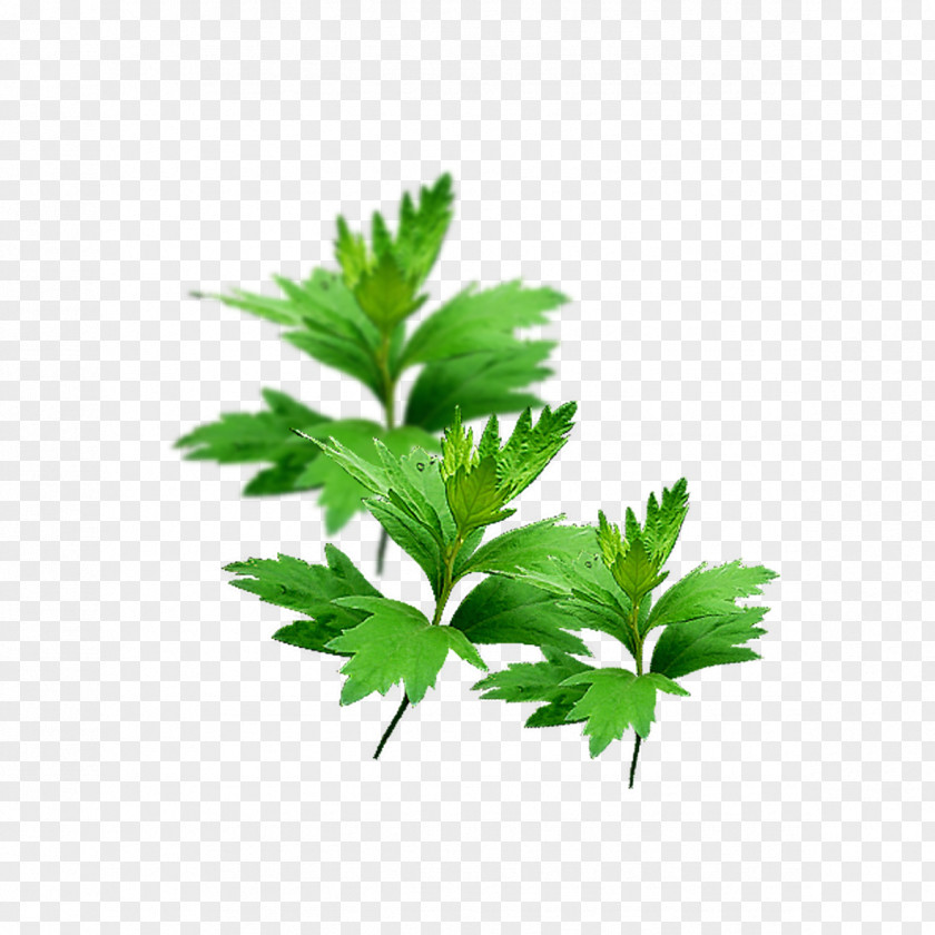 Green Leaves Free Pictures Artemisia Argyi Moxibustion Herbaceous Plant Taobao PNG