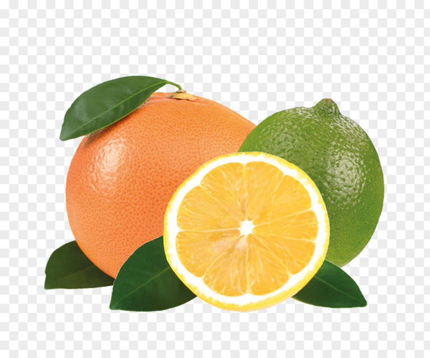 Lemon Clementine Key Lime Persian Mandarin Orange PNG