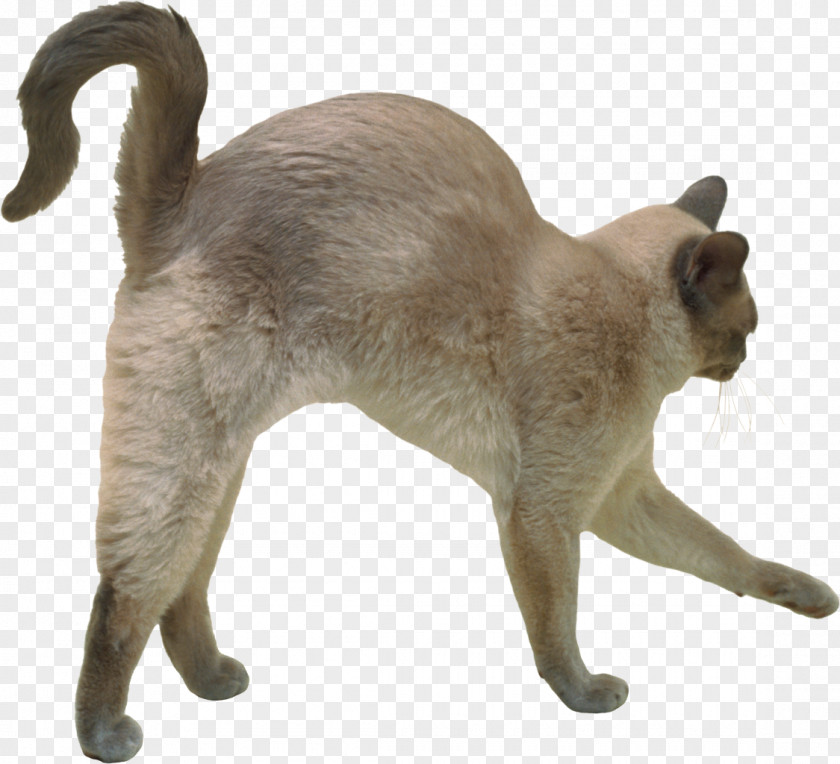 Love Cats Domestic Short-haired Cat Burmese Tonkinese Siamese Whiskers PNG