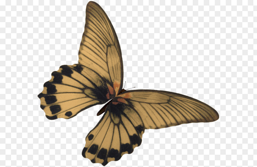Papillon Butterfly Kelebek Mobilya Sanayi Ve Ticaret AS Clip Art PNG