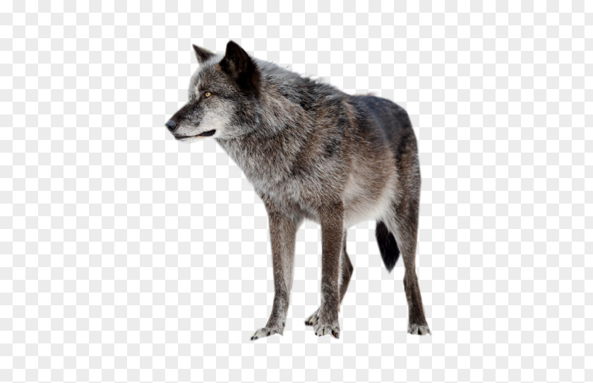 Dog Coyote Clip Art Image PNG