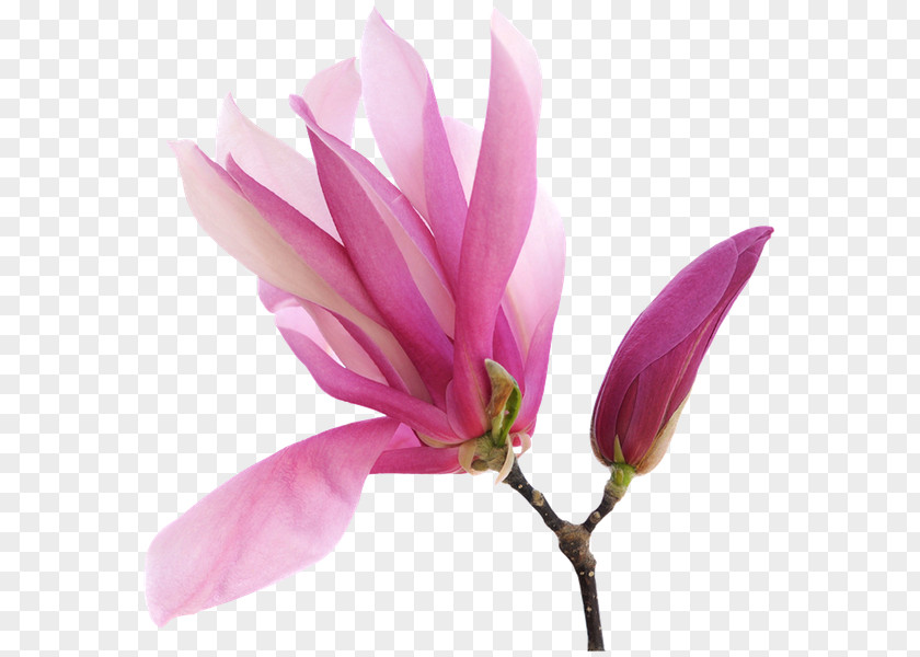 Flower Magnolia Art Royalty-free Clip PNG