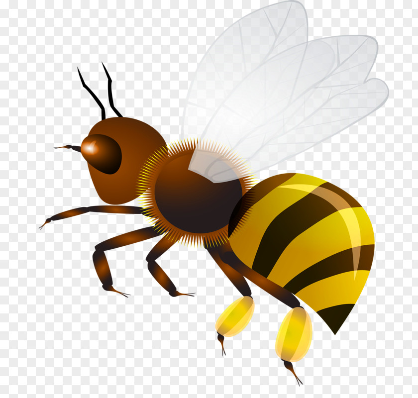 Insect Hornet Honey Bee Wasp Clip Art PNG