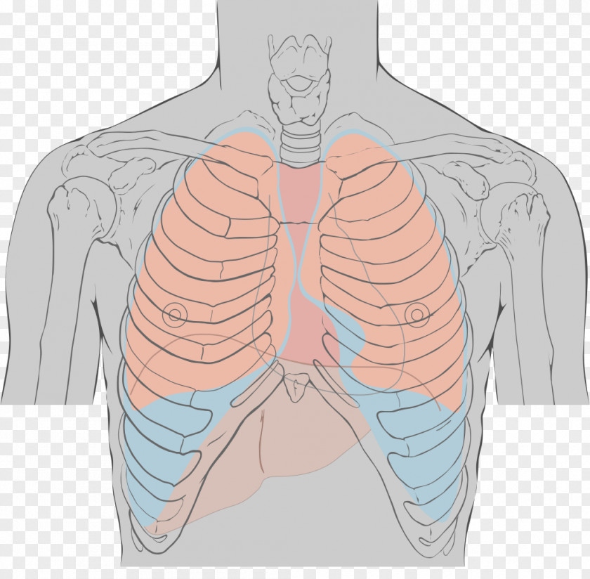 Landmarks Tricuspid Valve Mitral Auscultation Aortic Heart Sounds PNG