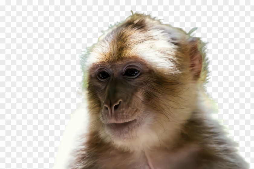 Macaque Fur New World Monkey Tufted Capuchin White-fronted Marmoset Old PNG