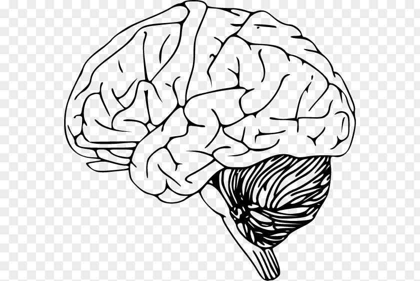 Vector Hand-drawn Brain Human Clip Art PNG