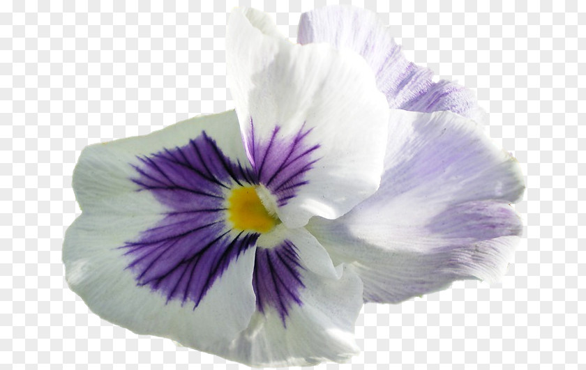 Violet Pansy Petal PNG