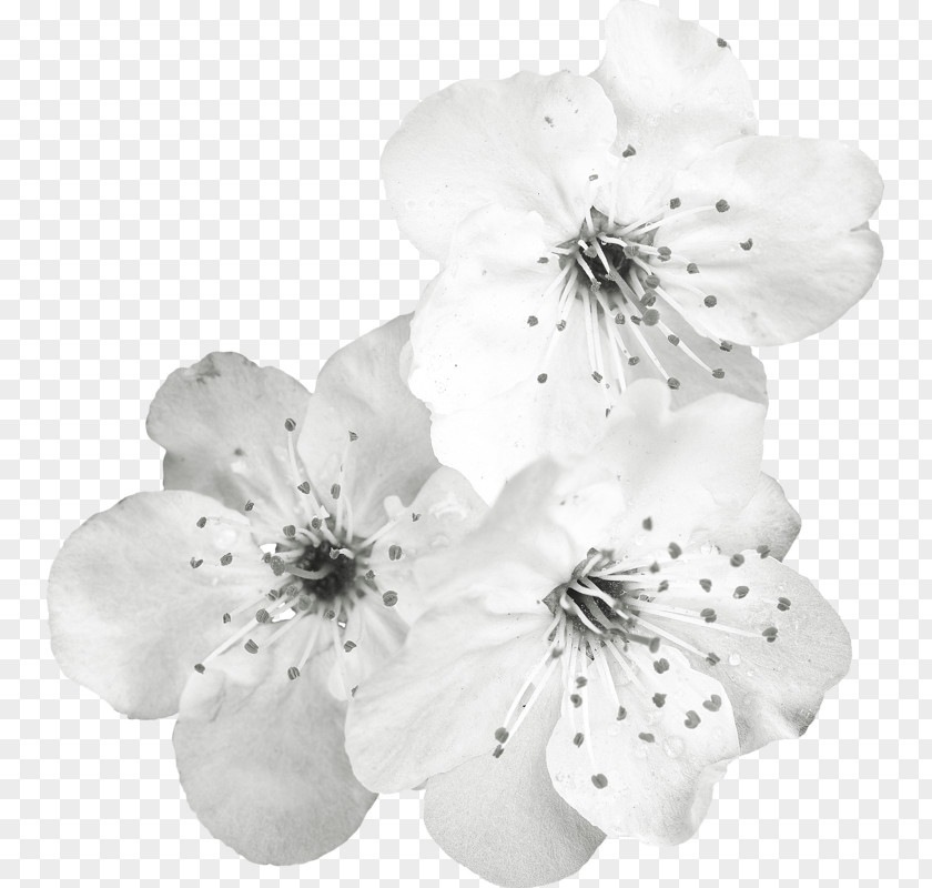بسم الله الرحمن الرحيم White Cut Flowers Petal Clip Art PNG
